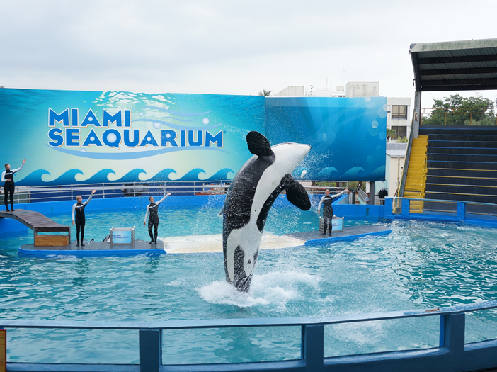 Miami - Entradas al Seaquarium con shows